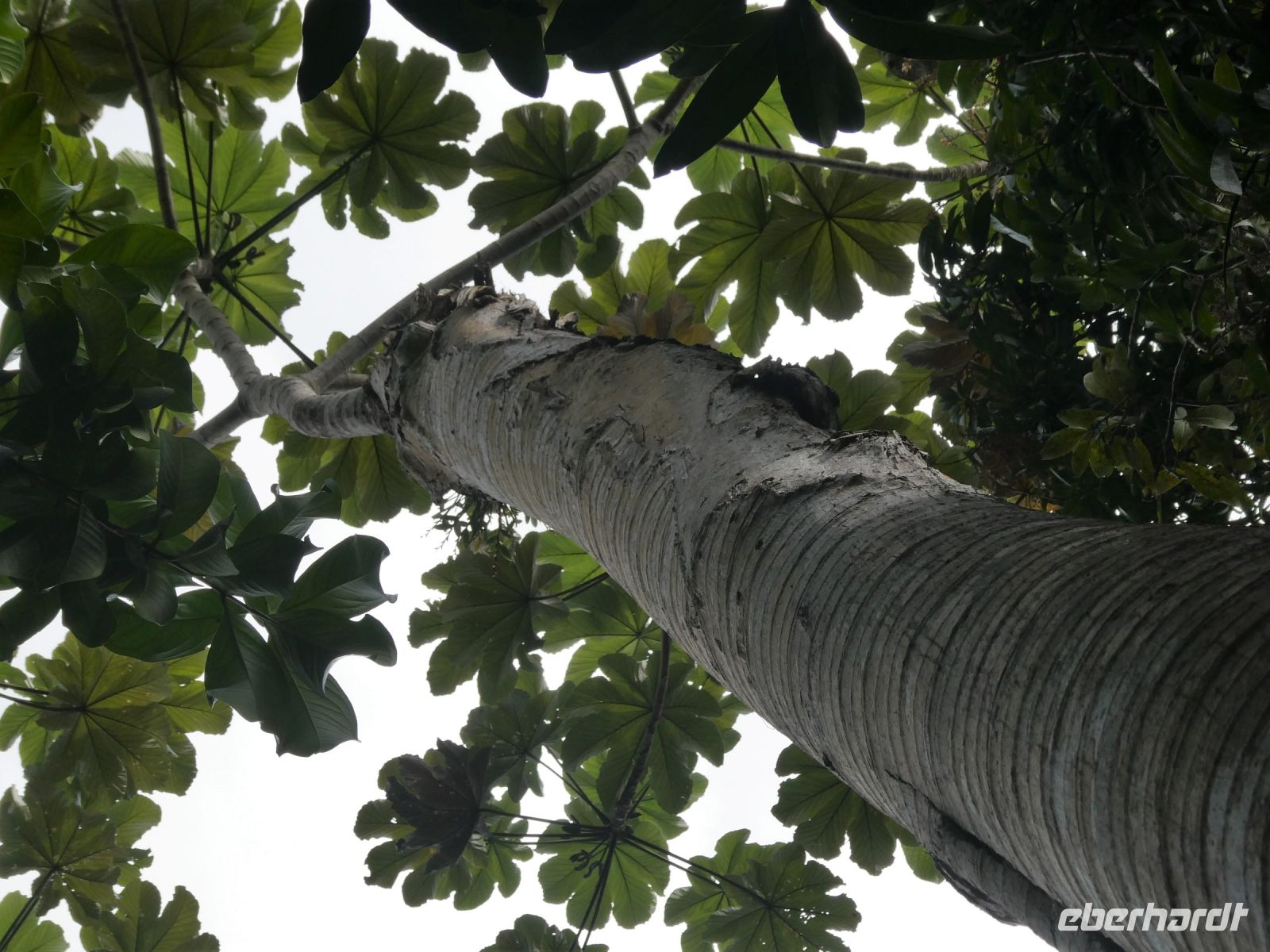 Blick in das Blätterdach