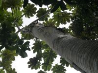 Blick in das Blätterdach