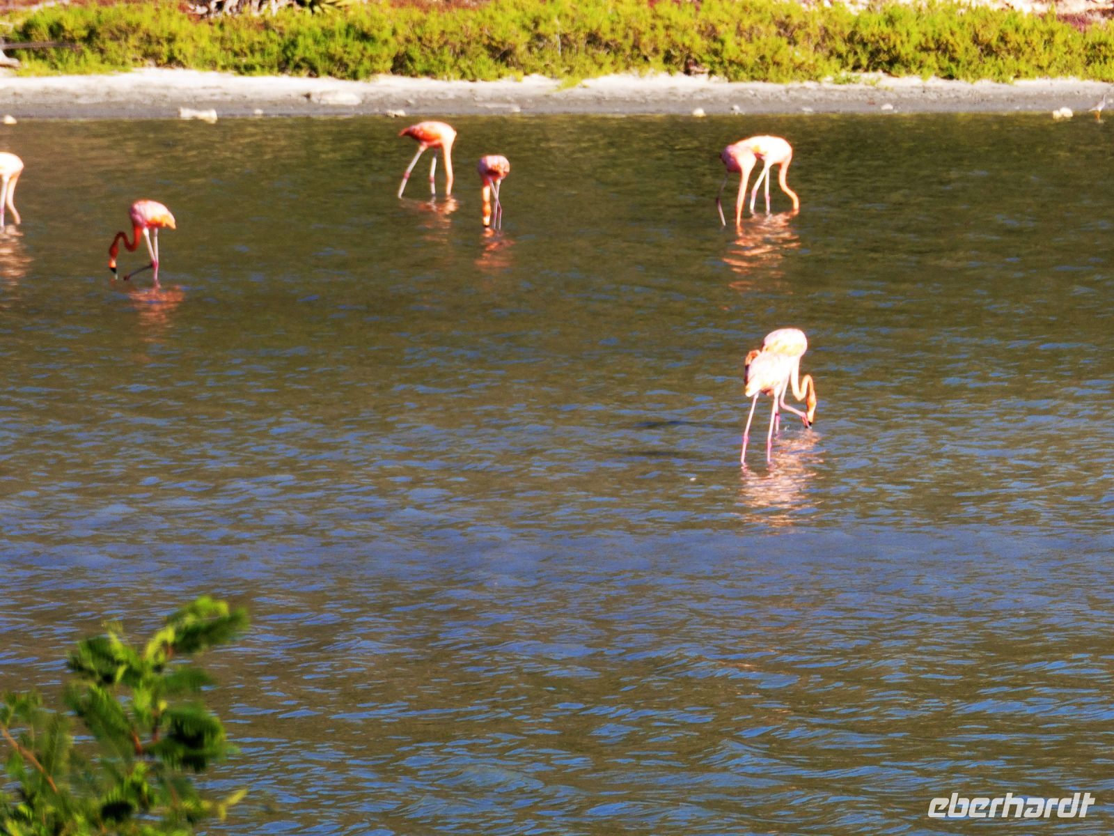 hier gibt es rosa Flamingos
