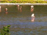 hier gibt es rosa Flamingos