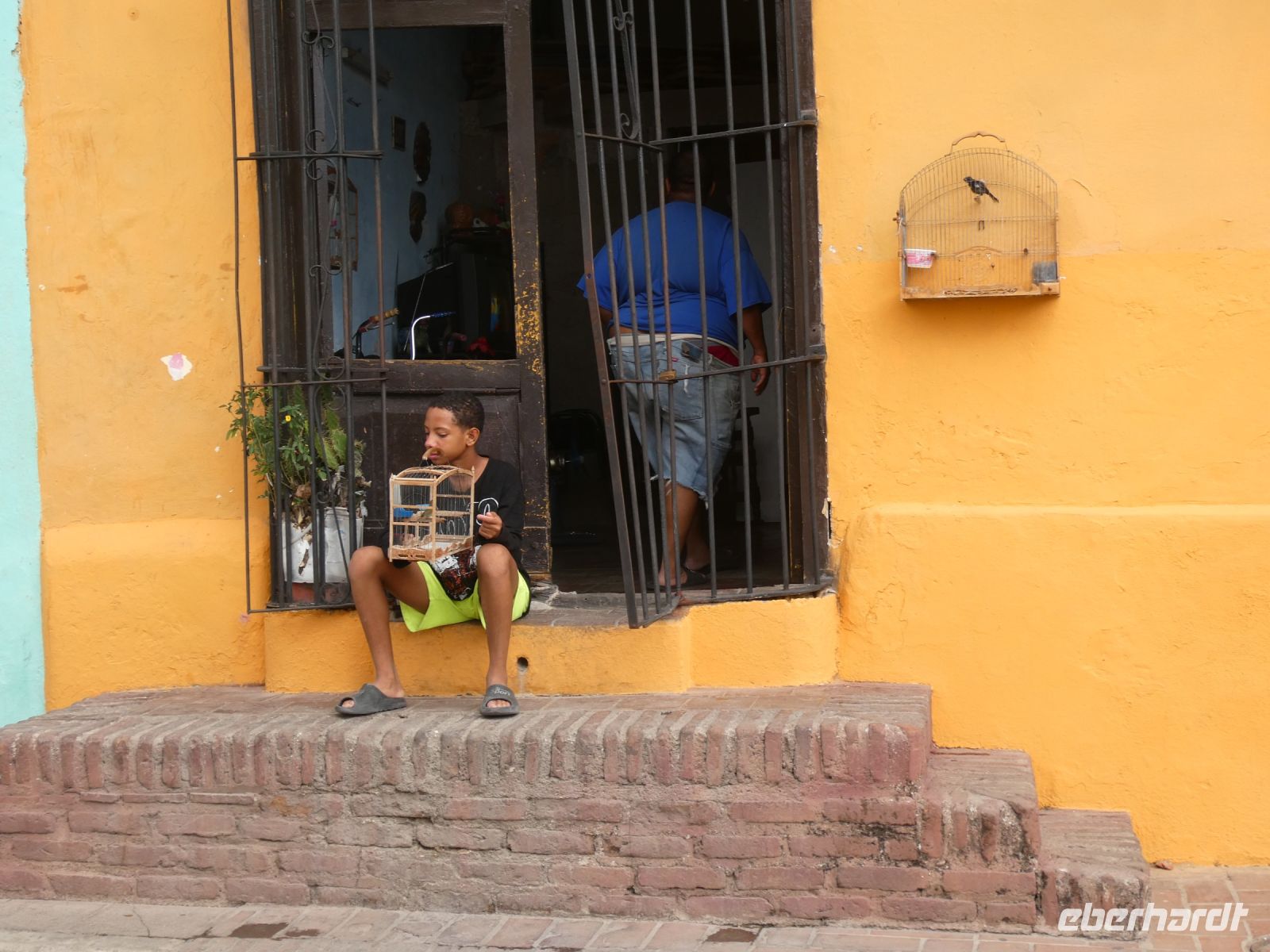 Vögel für den Gesangswettbewerb