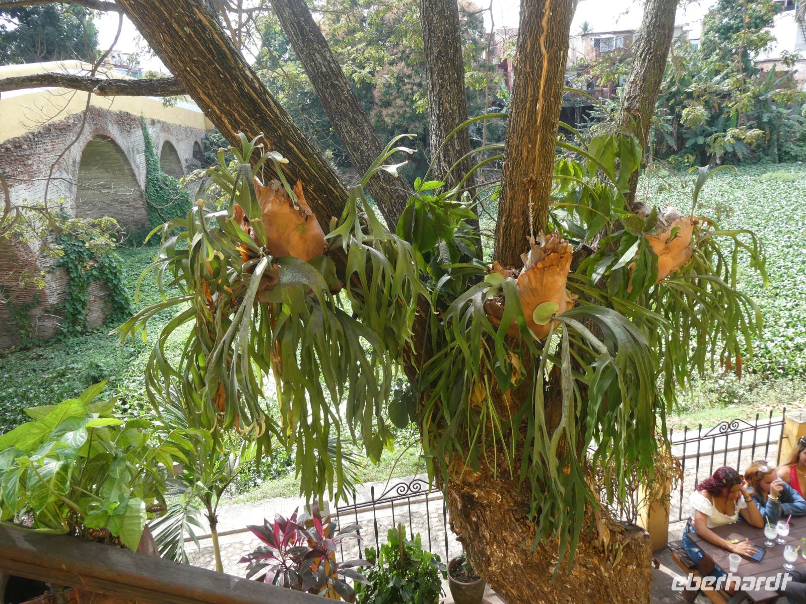 Bromelien am Ufer des Rio Yayabo