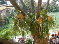 Bromelien am Ufer des Rio Yayabo