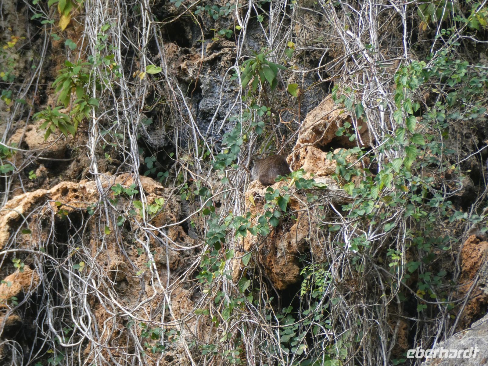 wer sieht die Baumratte - Hutiaconga