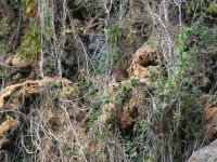 wer sieht die Baumratte - Hutiaconga