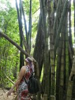 Riesenbambus