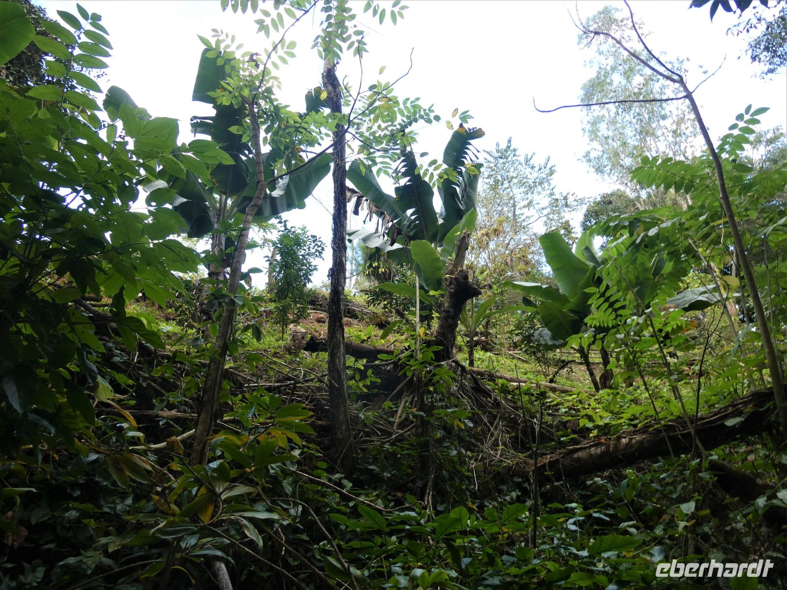 die ersten Bananenstauden