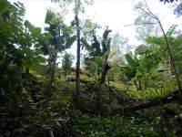 die ersten Bananenstauden