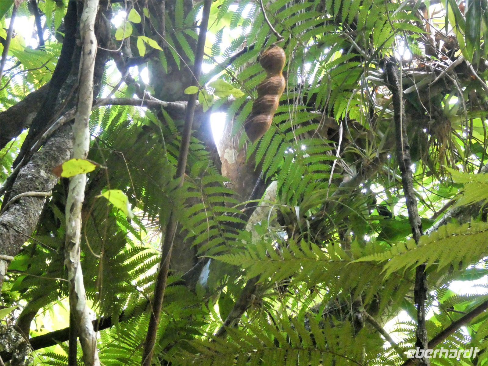 eine besondere Schote