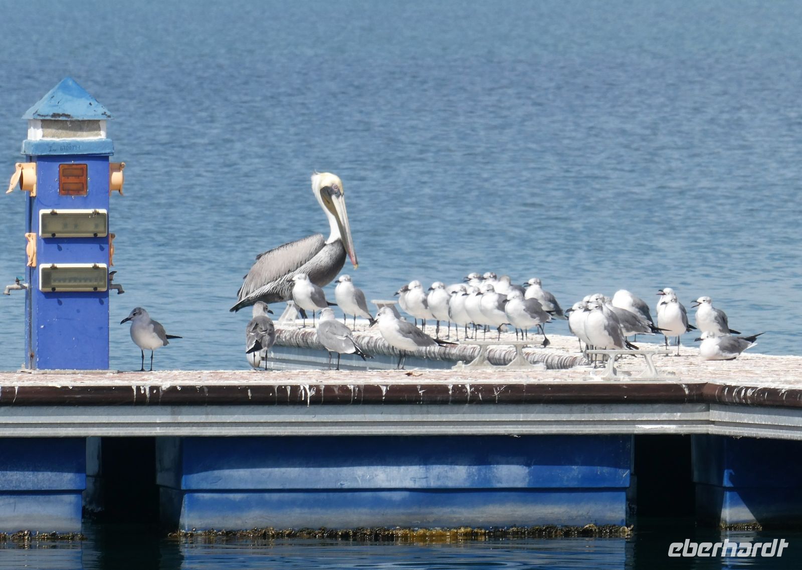 Pelikan mit Adoptivkindern