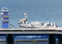 Pelikan mit Adoptivkindern