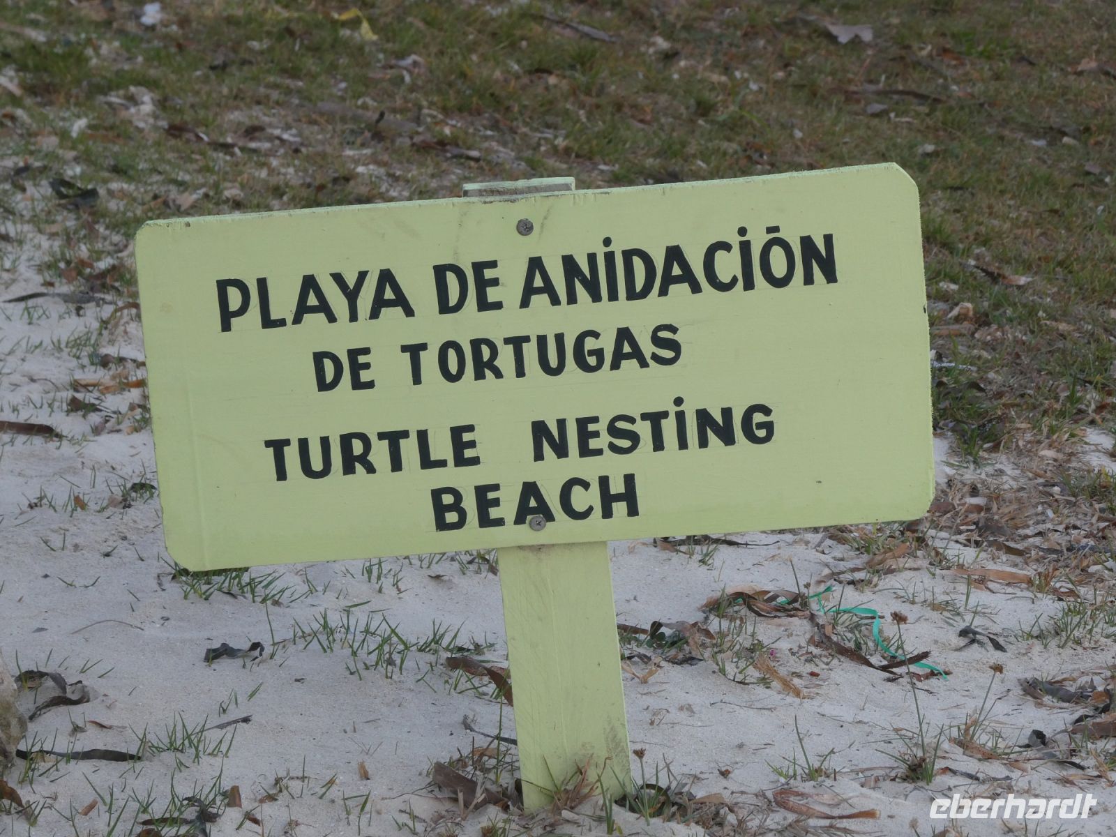 hier brüten Schildkröten