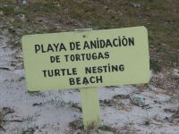 hier brüten Schildkröten