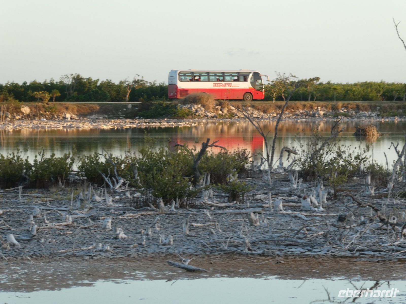 Mangroven an der Straße