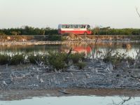 Mangroven an der Straße