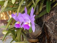 wenigstens eine Orchidee