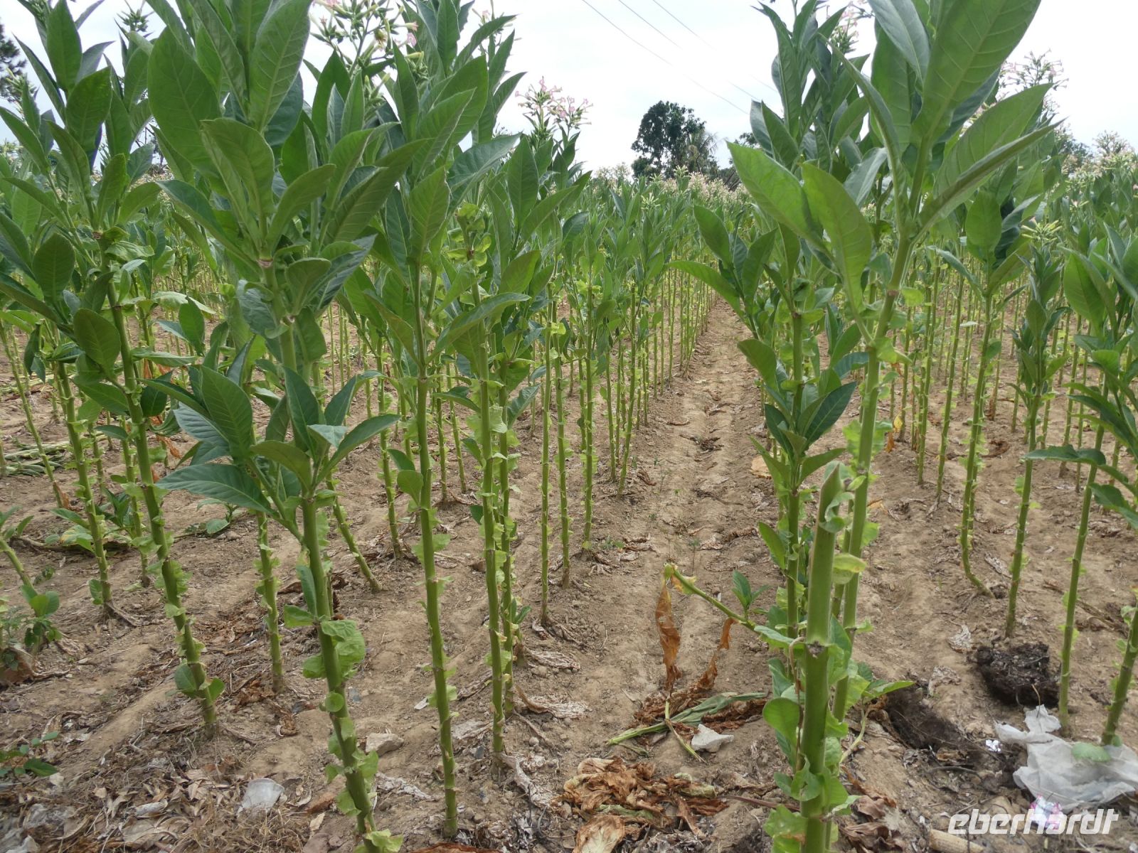 Blätter werden von unten geerntet