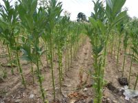 Blätter werden von unten geerntet