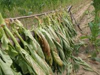 Rest für Zigaretten