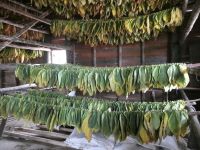 in der Trockenscheune