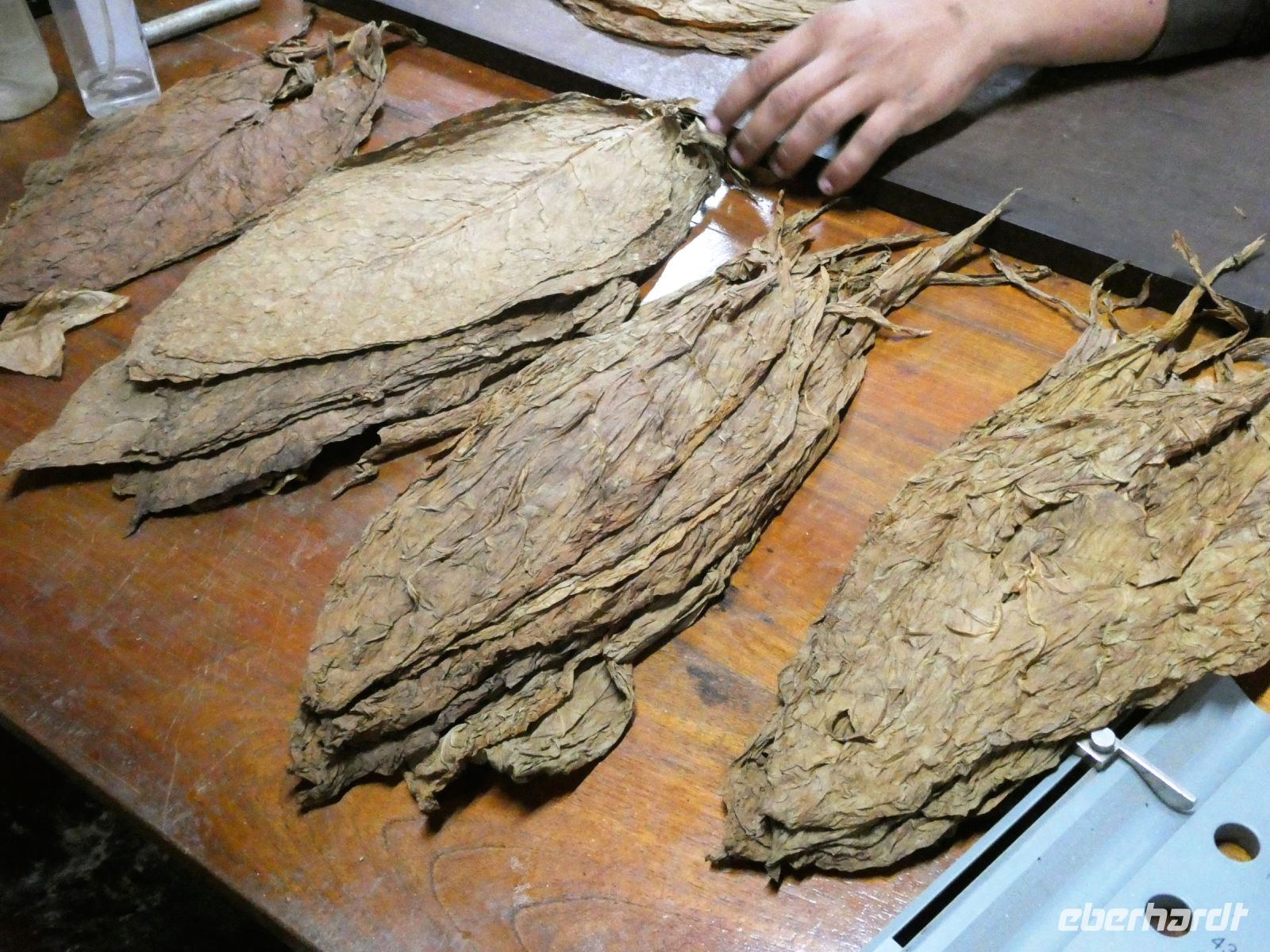 Cohiba Tabakblätter