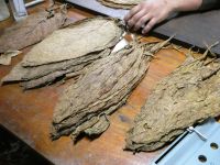 Cohiba Tabakblätter