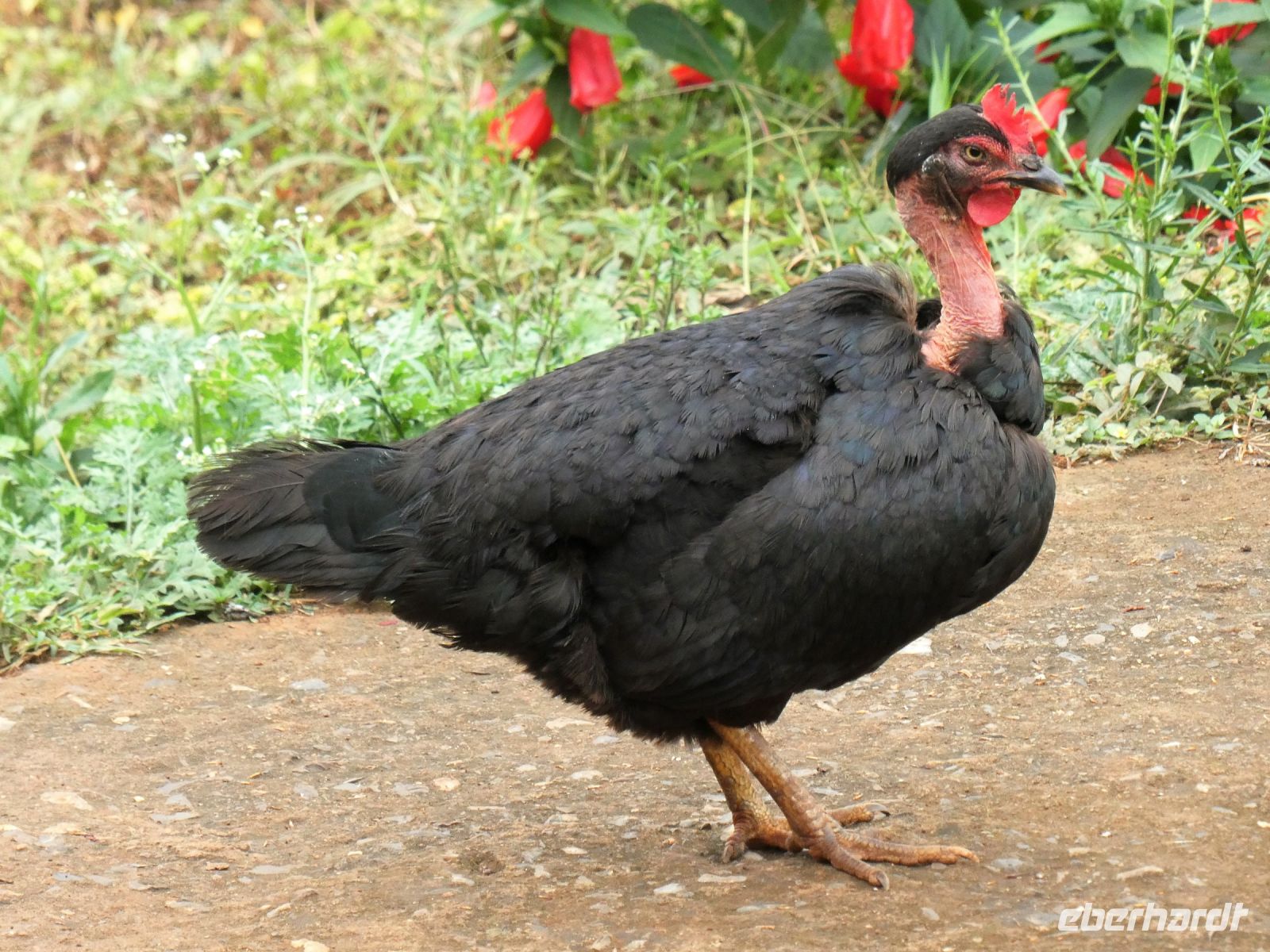 ich bin ein Kreolenhuhn