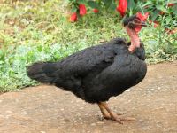 ich bin ein Kreolenhuhn