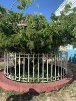 Ein Nachfolger des Gründungsbaumes von Trinidad