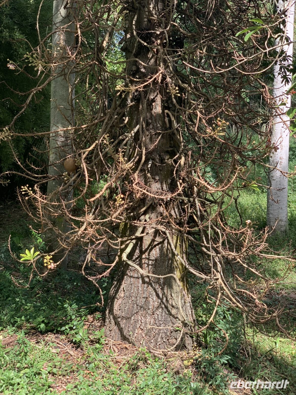 Kanonenkugelbaum im Botanischen Garten Cienfuegos