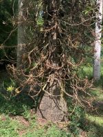 Kanonenkugelbaum im Botanischen Garten Cienfuegos