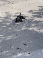 Die Leguane warten schon auf Futter