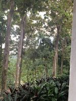 Viele Laubbäume wurden gepflanzt