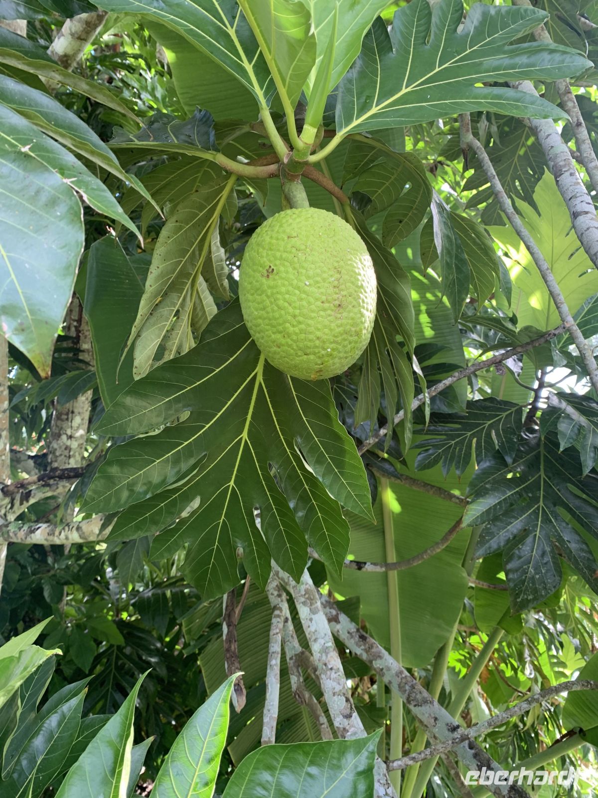 Brotfrucht