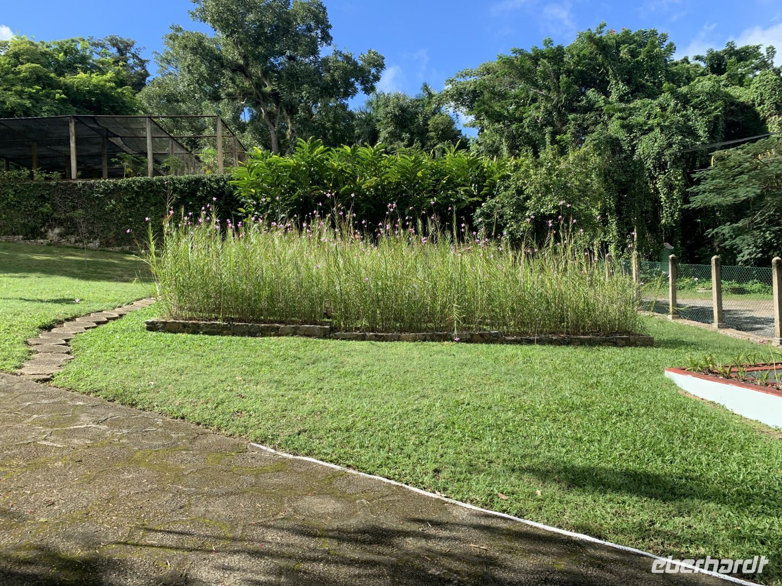 Erdorchideen, heimisch in Kuba