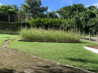 Erdorchideen, heimisch in Kuba