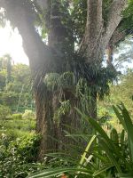 Viele Epiphyten gibt es 