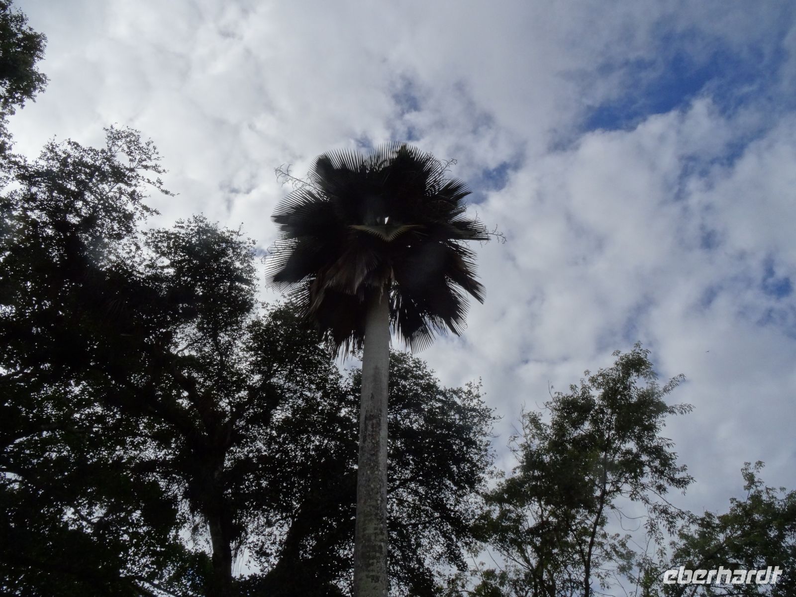 Im Botanischen Garten Cienfuegos