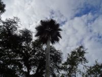 Im Botanischen Garten Cienfuegos