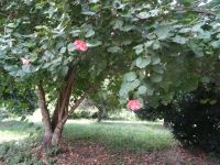 Im Botanischen Garten Cienfuegos