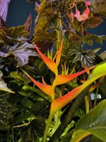 Havanna Strelitzie im Paladar Yarini