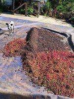 Viñales - Kaffee wird getrocknet