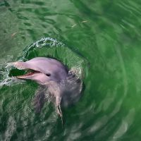 Cayo Santa Maria - Delfinarium