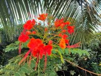 Cayo Santa Maria - Hotel DHAWA