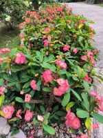 Soroa - Orchideengarten