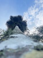 Kuba, Botanischer Garten Cien Fuegos