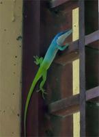 Geckos fressen Mücken und Stechfliegen