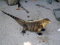 Der Leguan kam zum Mittagessen