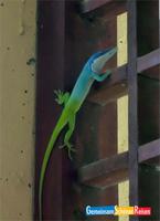 Geckos fressen MÁcken und Stechfliegen
