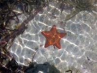 Seestern vor Cayo Blanco